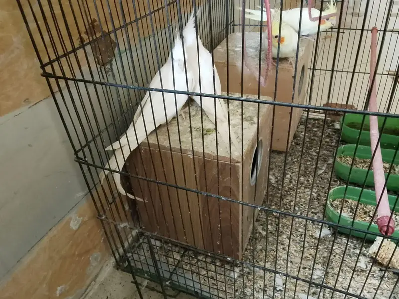 Cockatiel 2 Pairs + Cage For Sale - White 15M Lutino 12Mnth - — photo 3