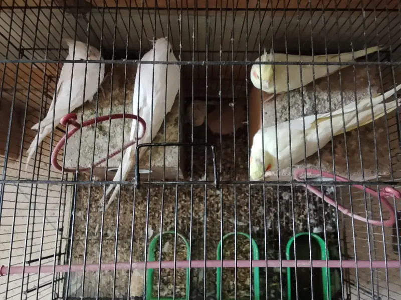 Cockatiel 2 Pairs + Cage For Sale - White 15M Lutino 12Mnth - — photo 4