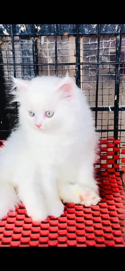 beautiful and healthy cat far sale All Pakistan delivery