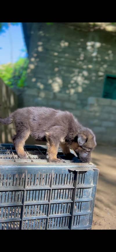 German Shepherd Male Puppy – 35 Days Old
