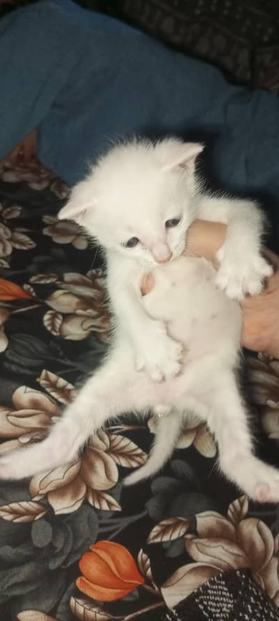 Persian cat
