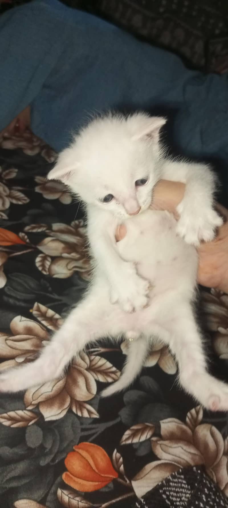 Persian cat 0