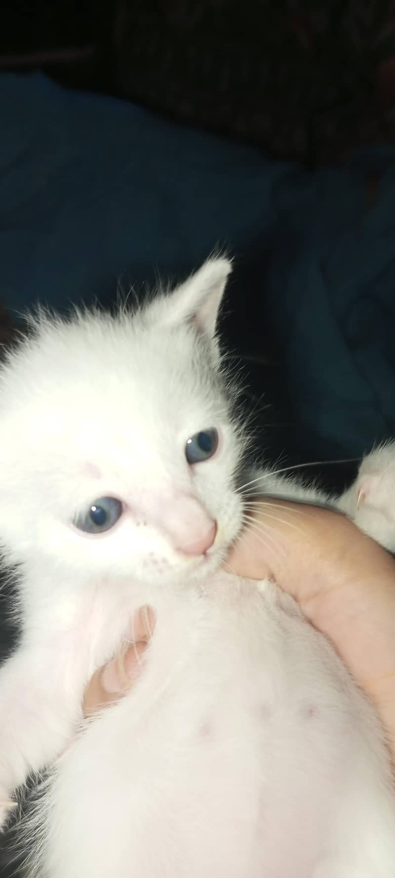 Persian cat 1