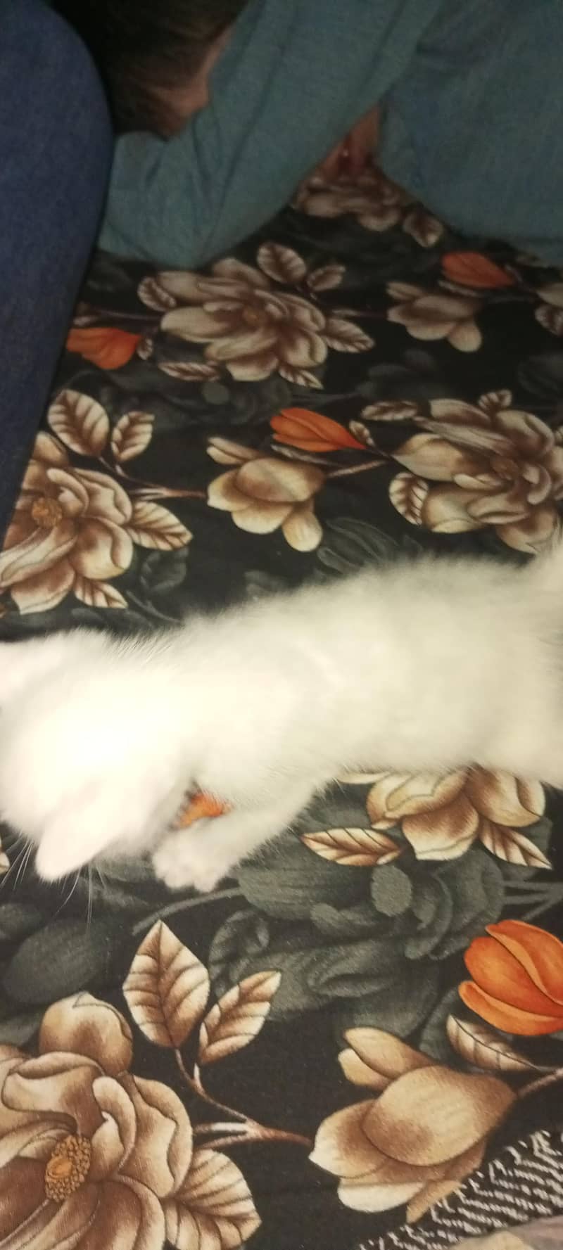 Persian cat 2