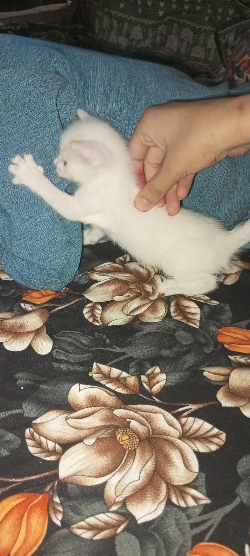 Persian cat 3