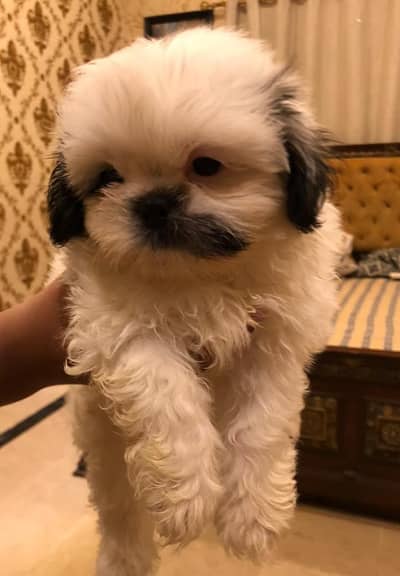 SHIHTZU PUPPIES DOGS FOR SALE | HEALTHY | FLUFFY | PLAYFUL