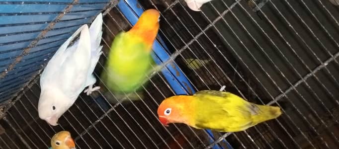 love birds pairs with Chic box  end eggs for sale