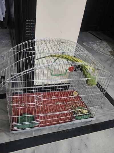 Parrots for urgent sale