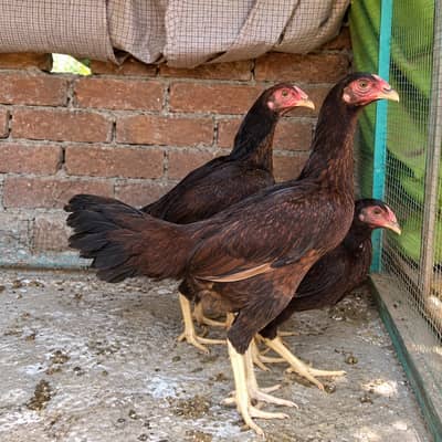 4 Aseel Females 0301-4388928