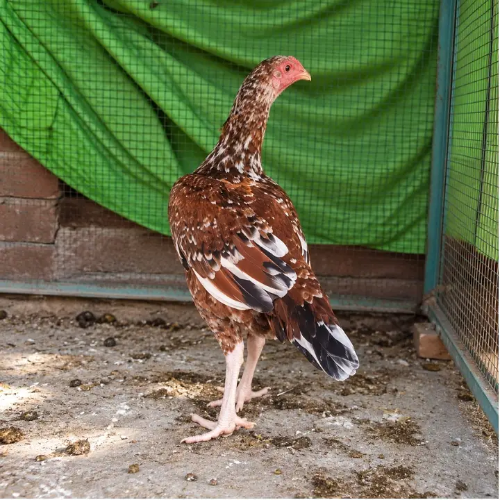 4 Aseel Females 0301-4388928 — photo 2
