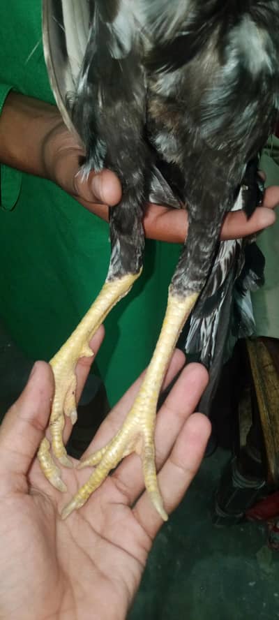 bantam