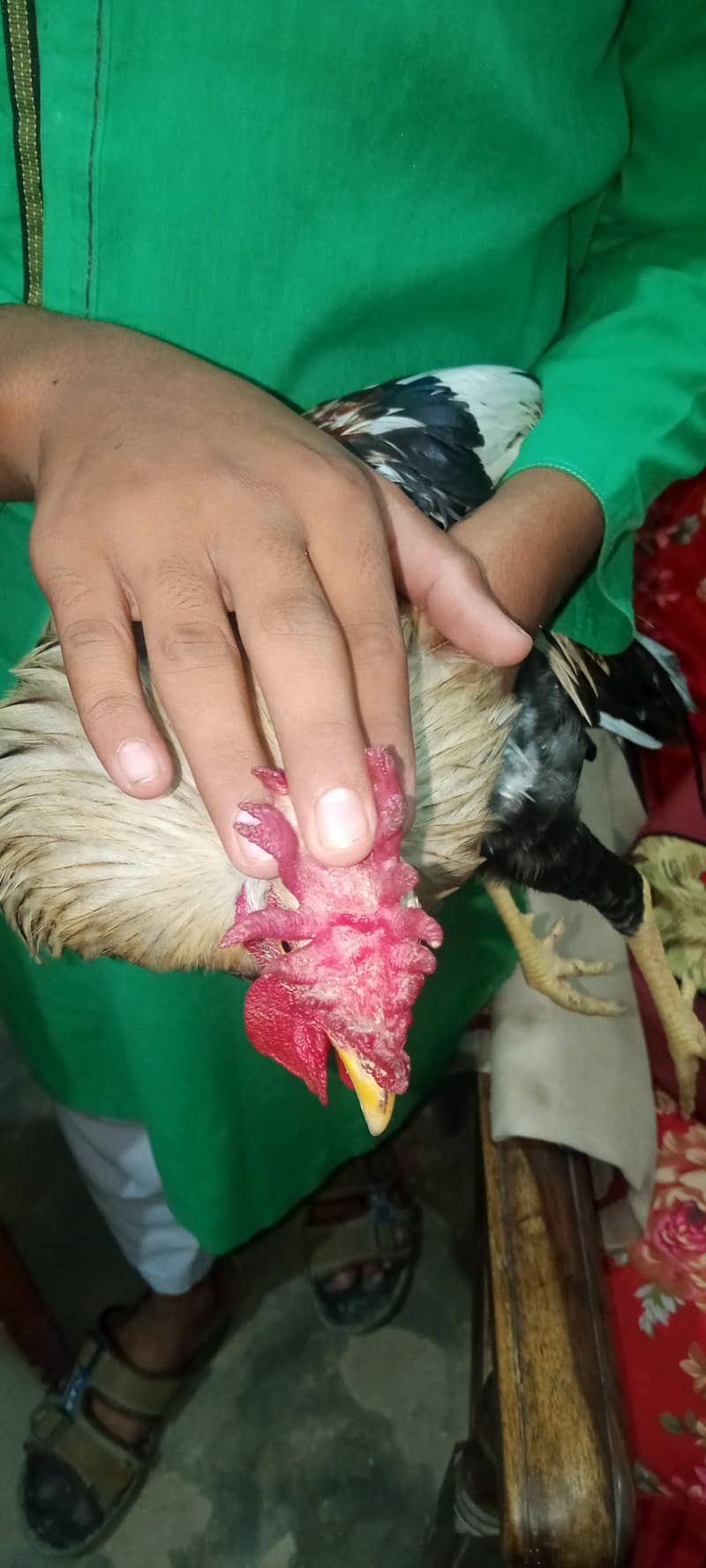 bantam 1