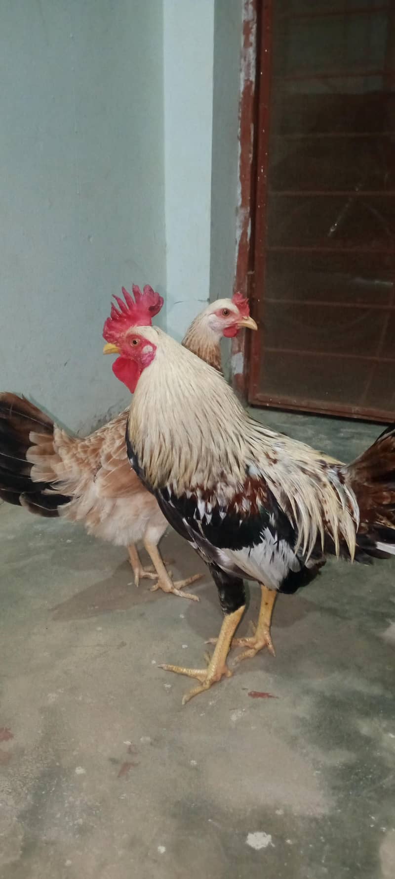 bantam 2
