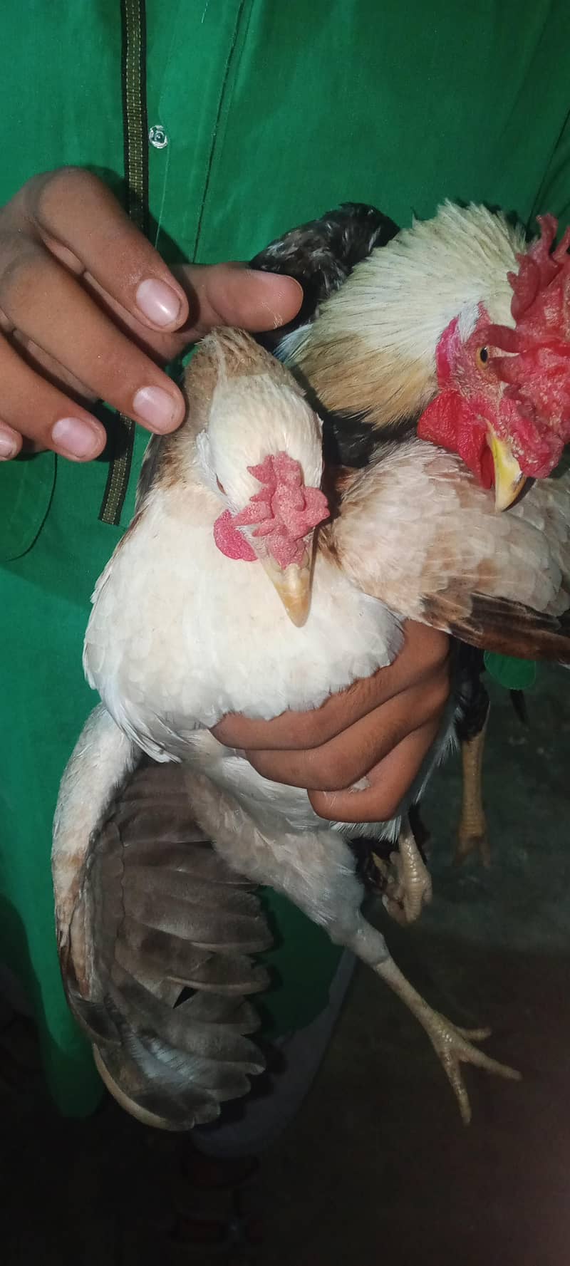 bantam 3