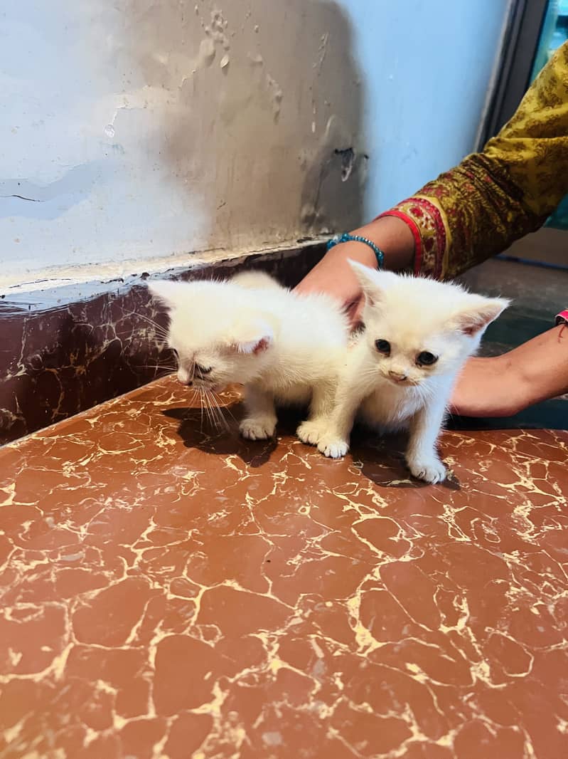 kitten 0