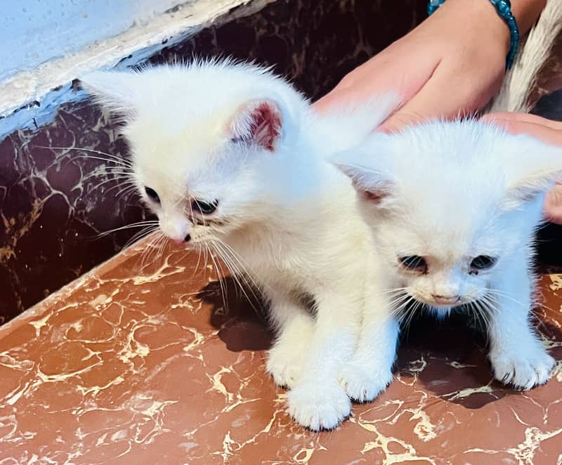 kitten 1