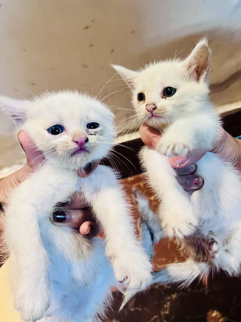 kitten 2