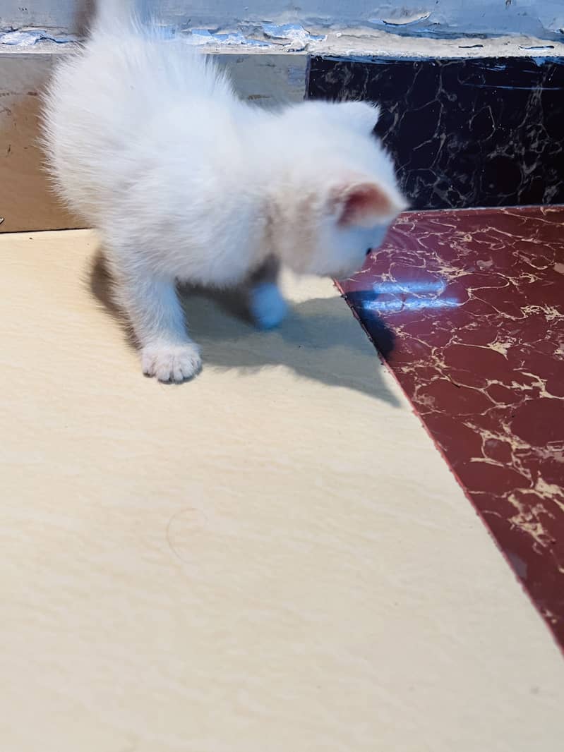 kitten 3