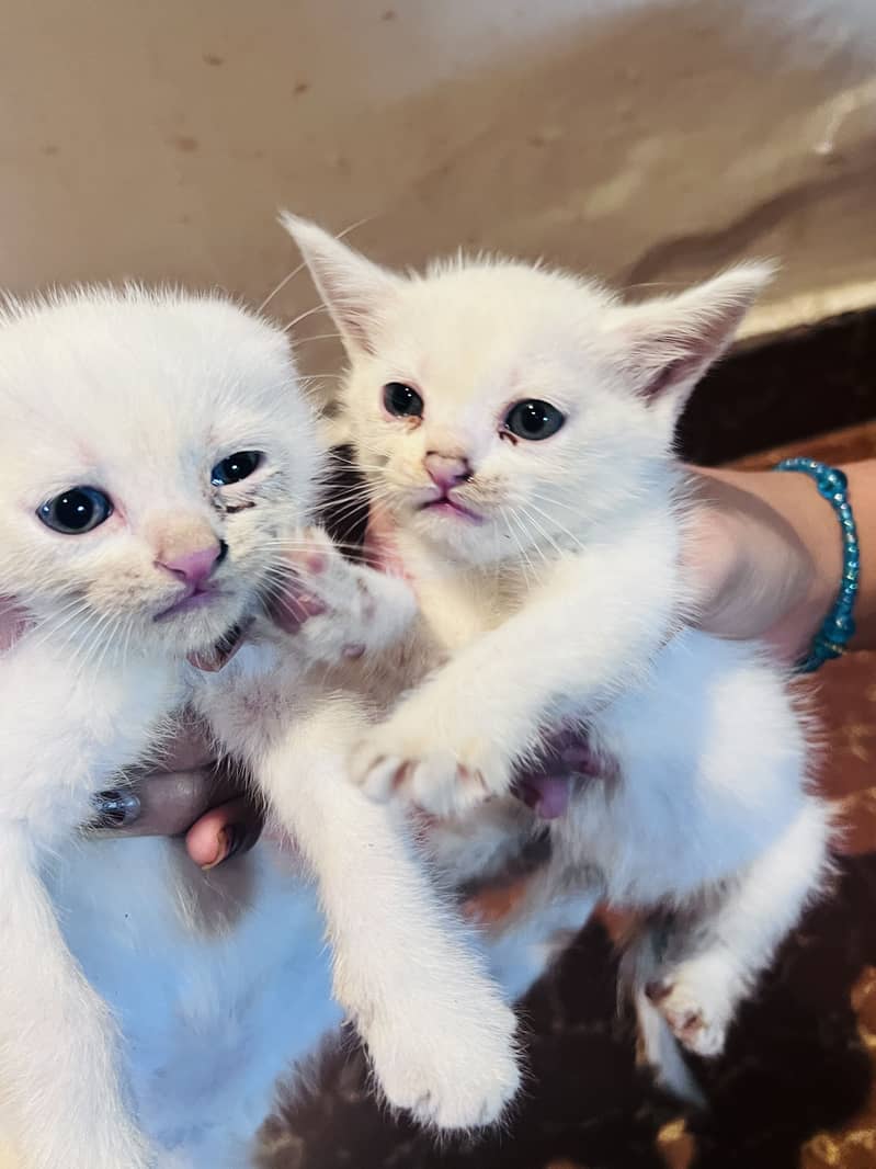 kitten 4