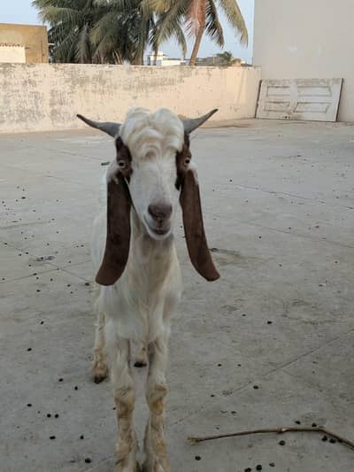 Bakra for salle