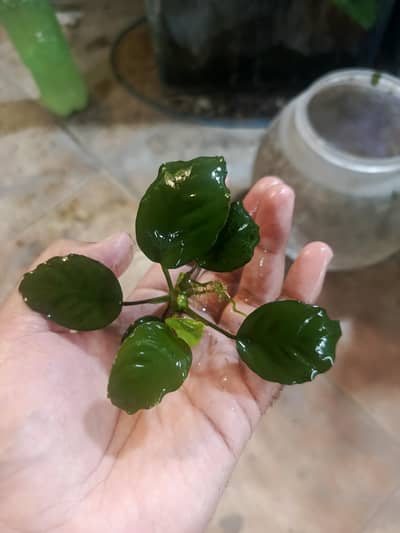 aquariums plants live