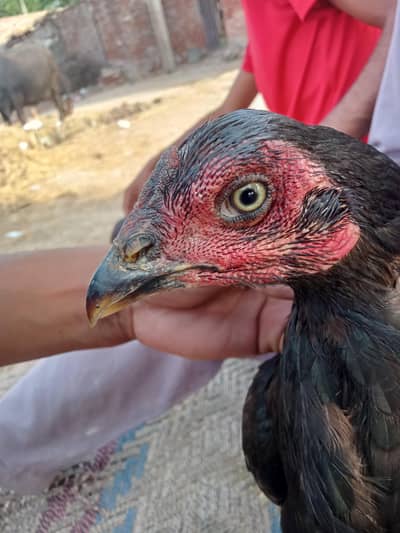 Aseel female