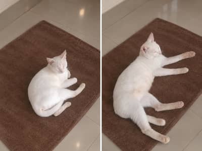 pragnant cat singal
