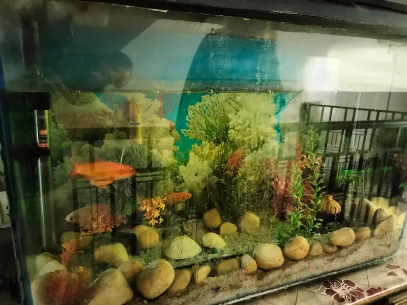 Fish Aquarium with all accessories for Sale — photo 3
