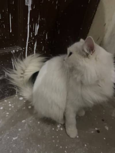 Persian cat