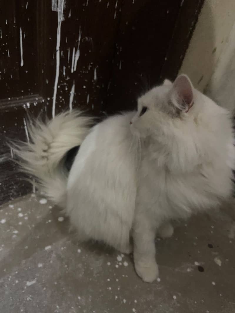 Persian cat 0