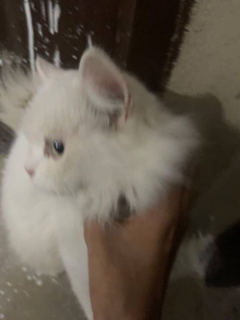 Persian cat 1