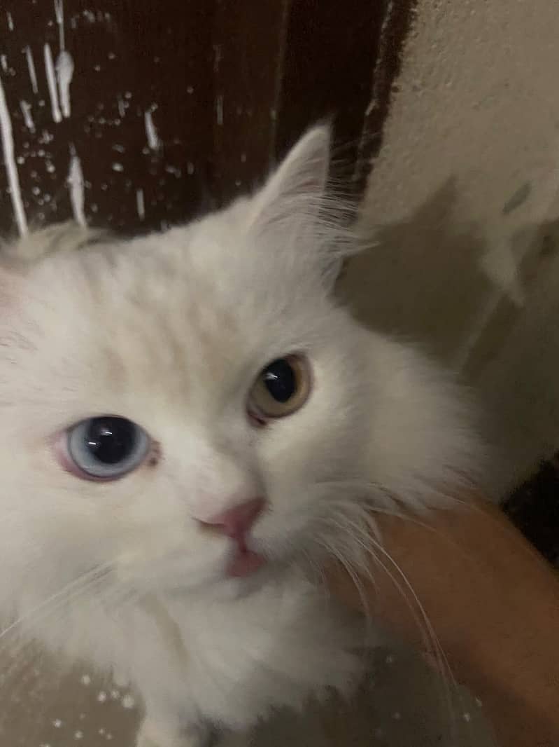 Persian cat 2