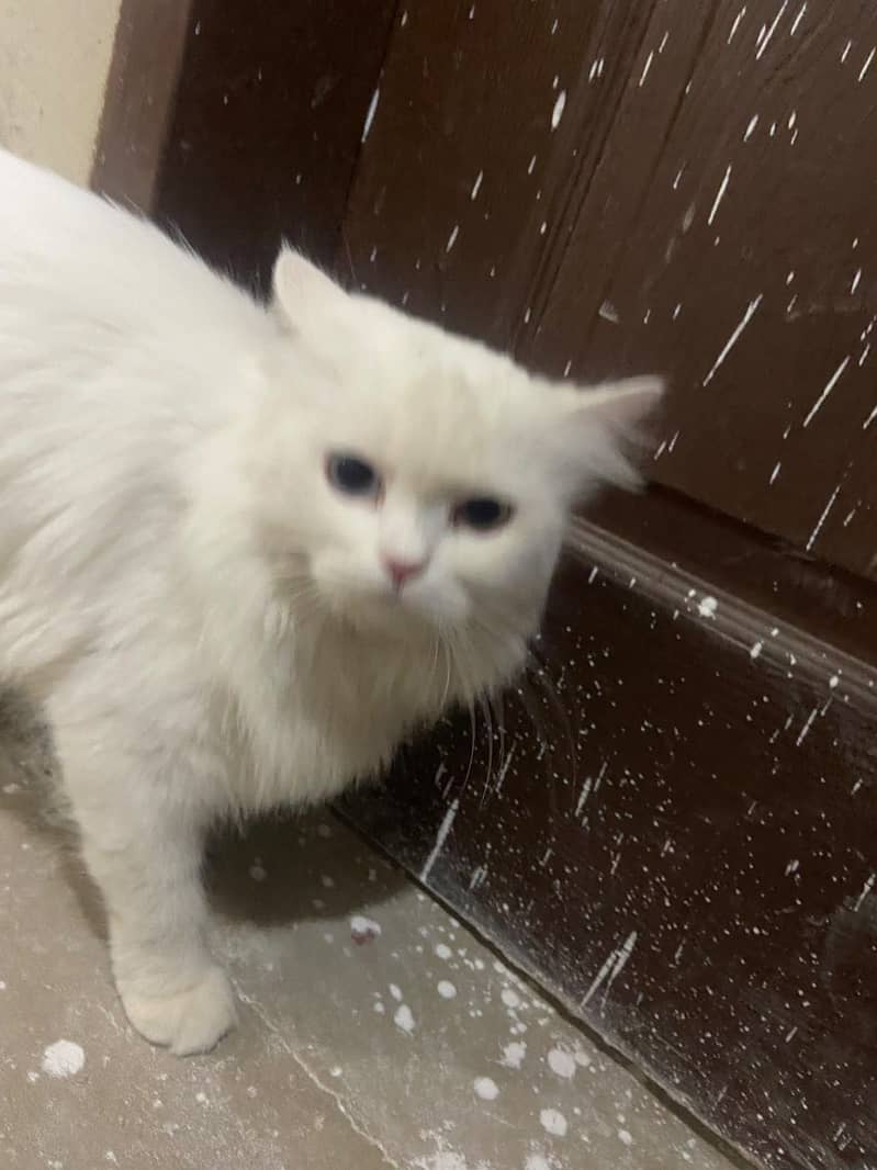 Persian cat 3