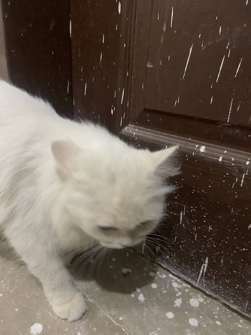 Persian cat 4
