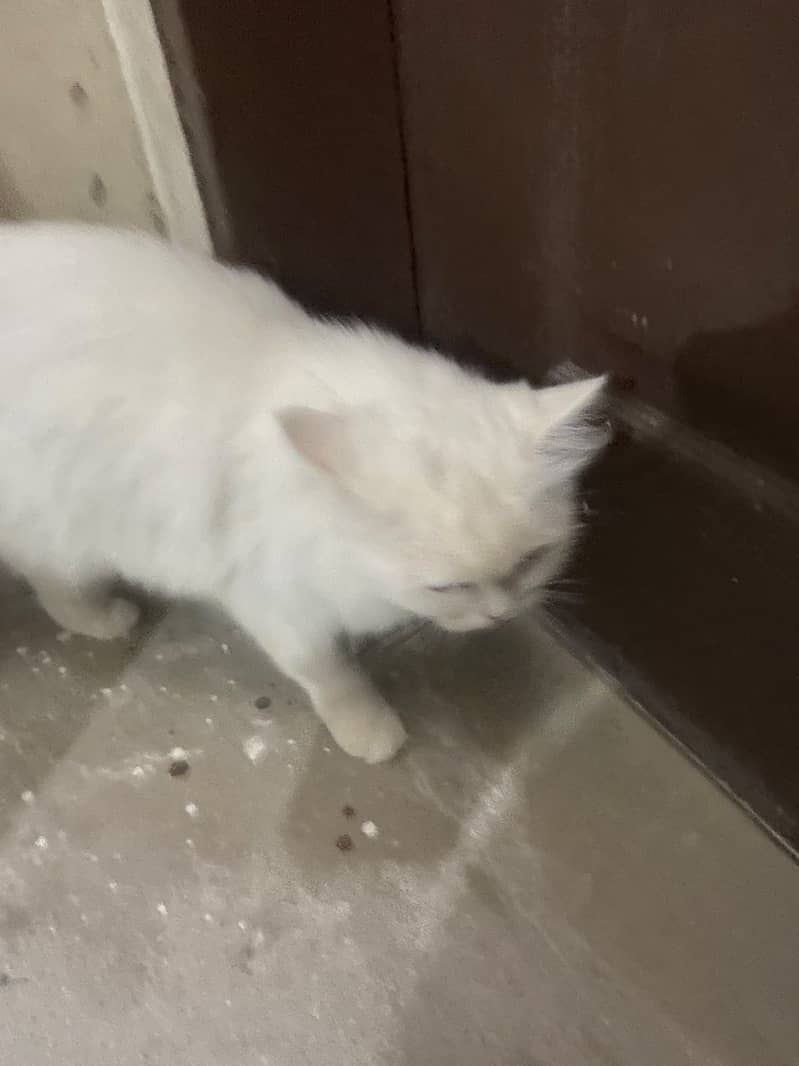 Persian cat 5
