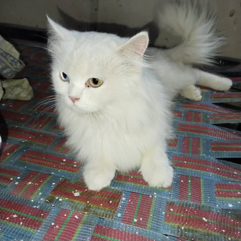 Persian cat 6