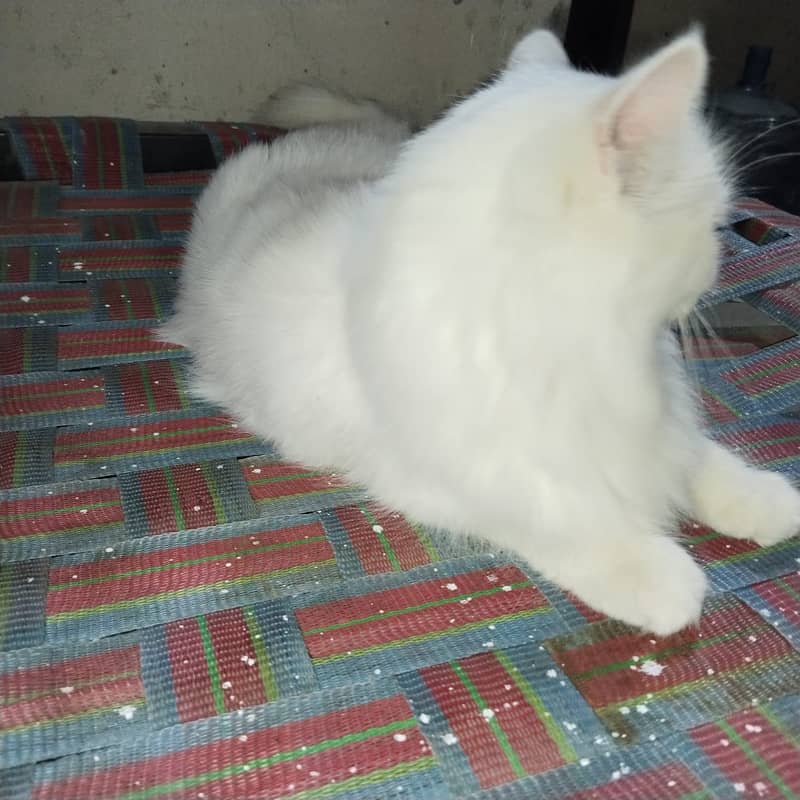 Persian cat 7