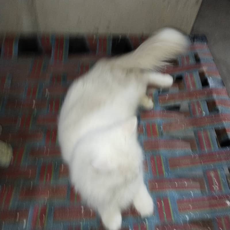 Persian cat 8
