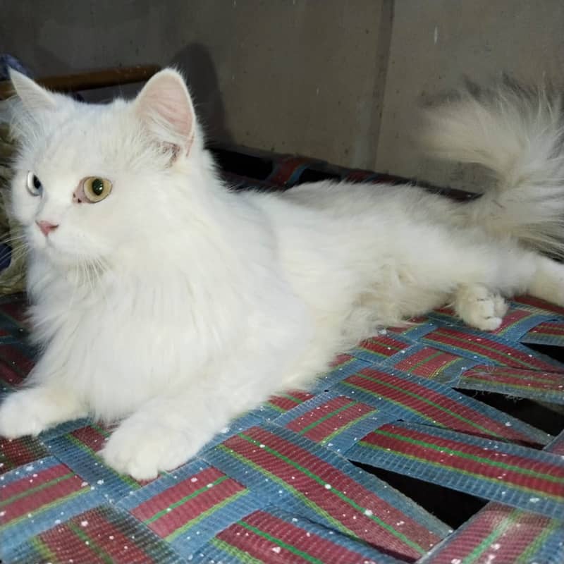 Persian cat 9