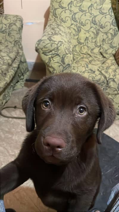 Chocolate Labrador Male pedigree availble for stud