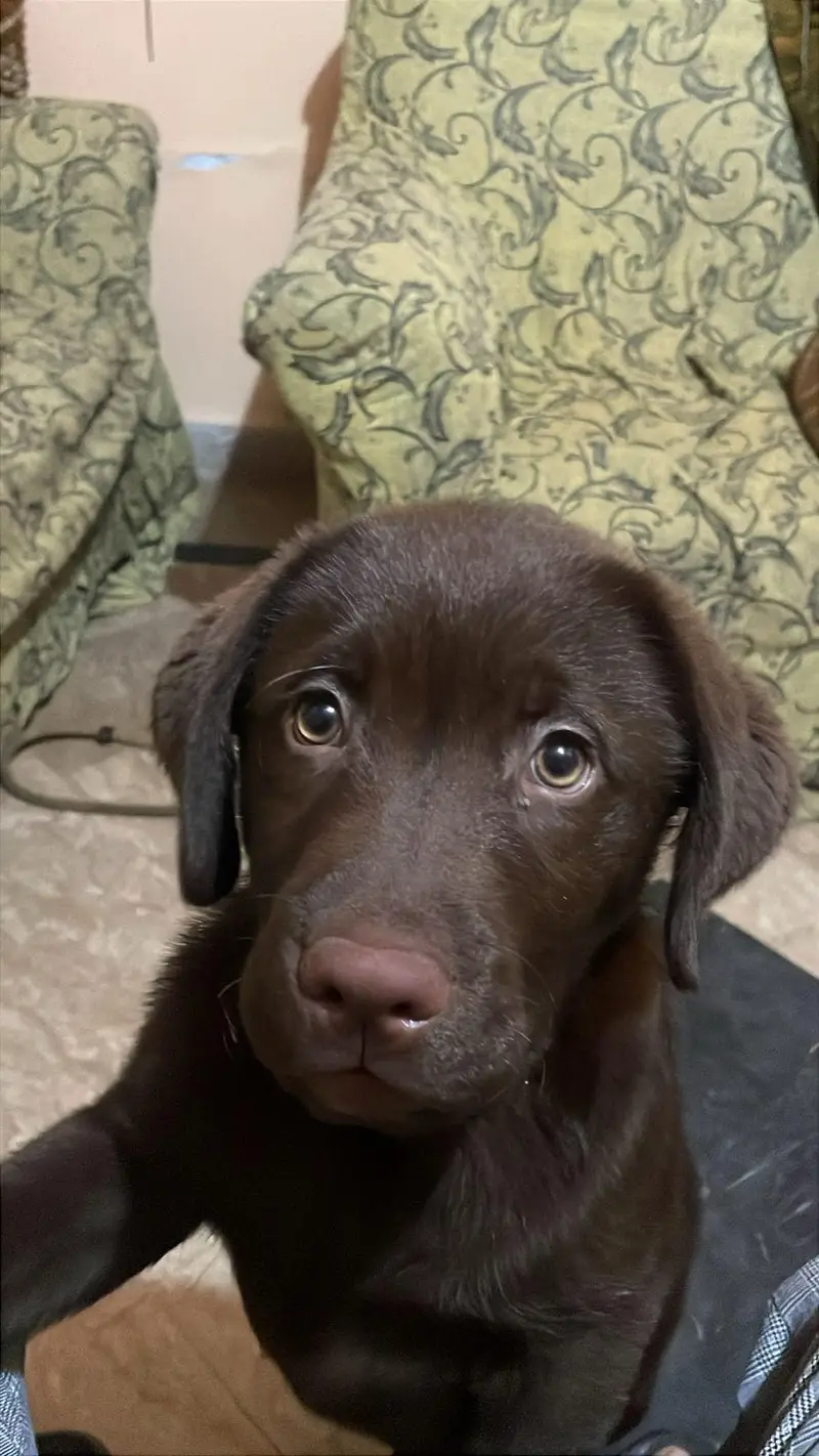 Chocolate Labrador Male pedigree availble for stud And  meeting — photo 4