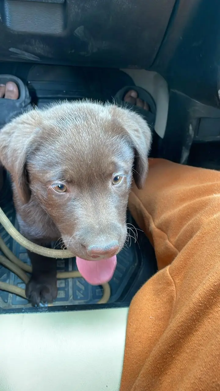 Chocolate Labrador Male pedigree availble for stud And  meeting — photo 3