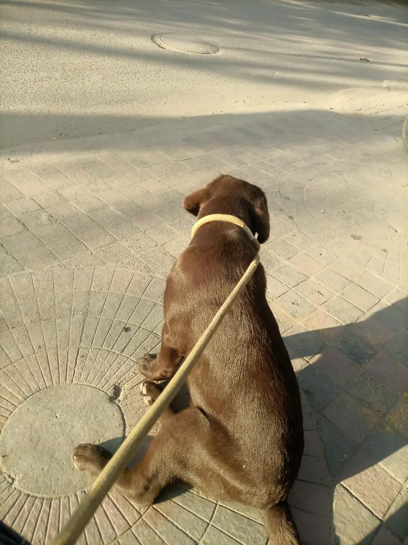 Chocolate Labrador Male pedigree availble for stud And  meeting — photo 5
