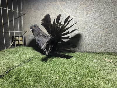 black Americcn Chiks