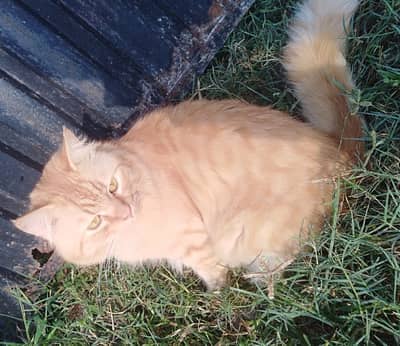 Persion Cat For Sale