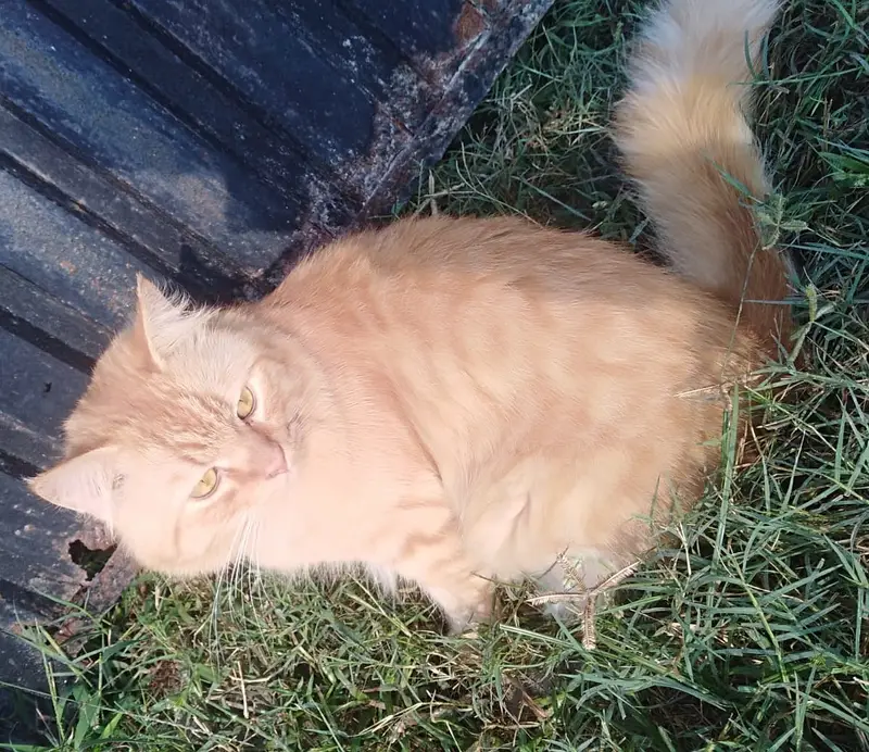 Persion Cat For Sale — photo 2