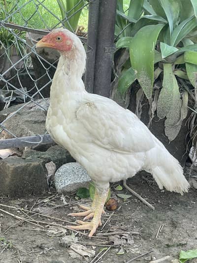 White madiya