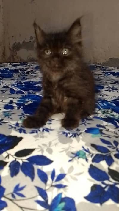 oreo Milo watsppp num03126314528