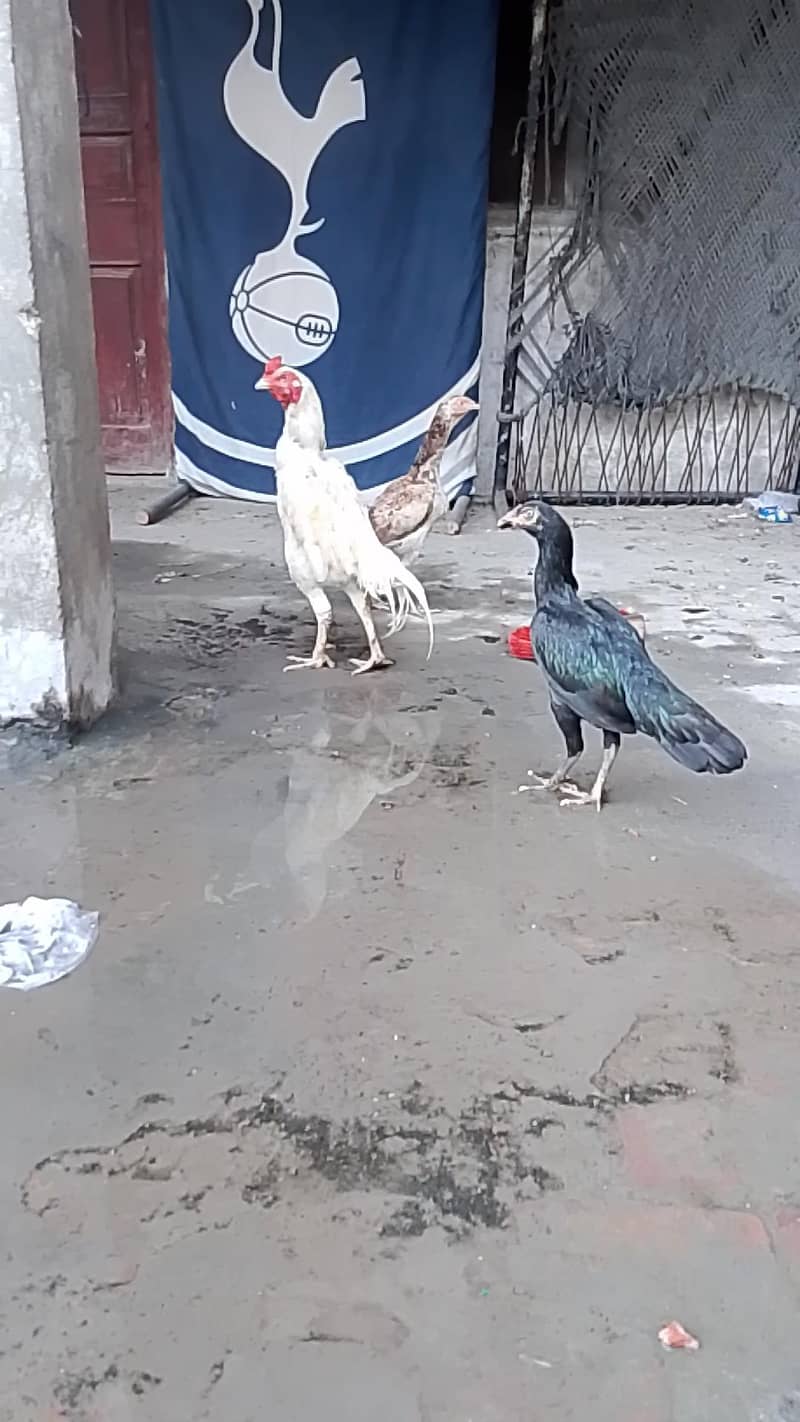 healthy and active 3