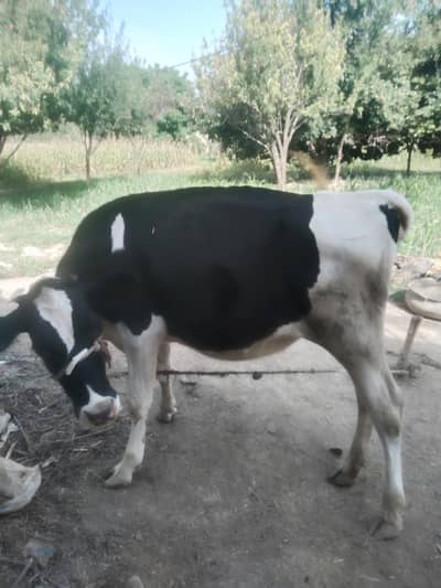 Healthy Friesian Bachri 14 Months For Sale - wana